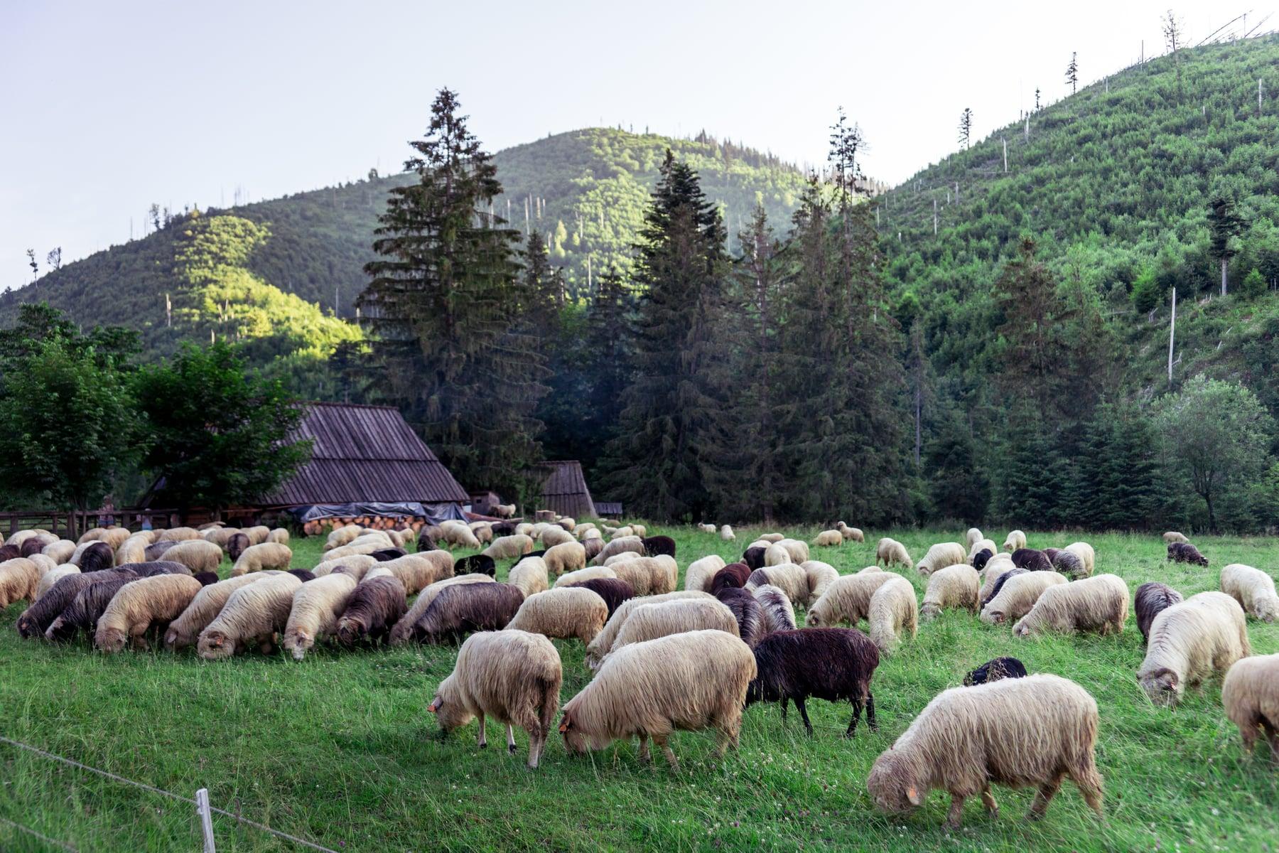 Dolina Kościeliska — zdjęcie 3