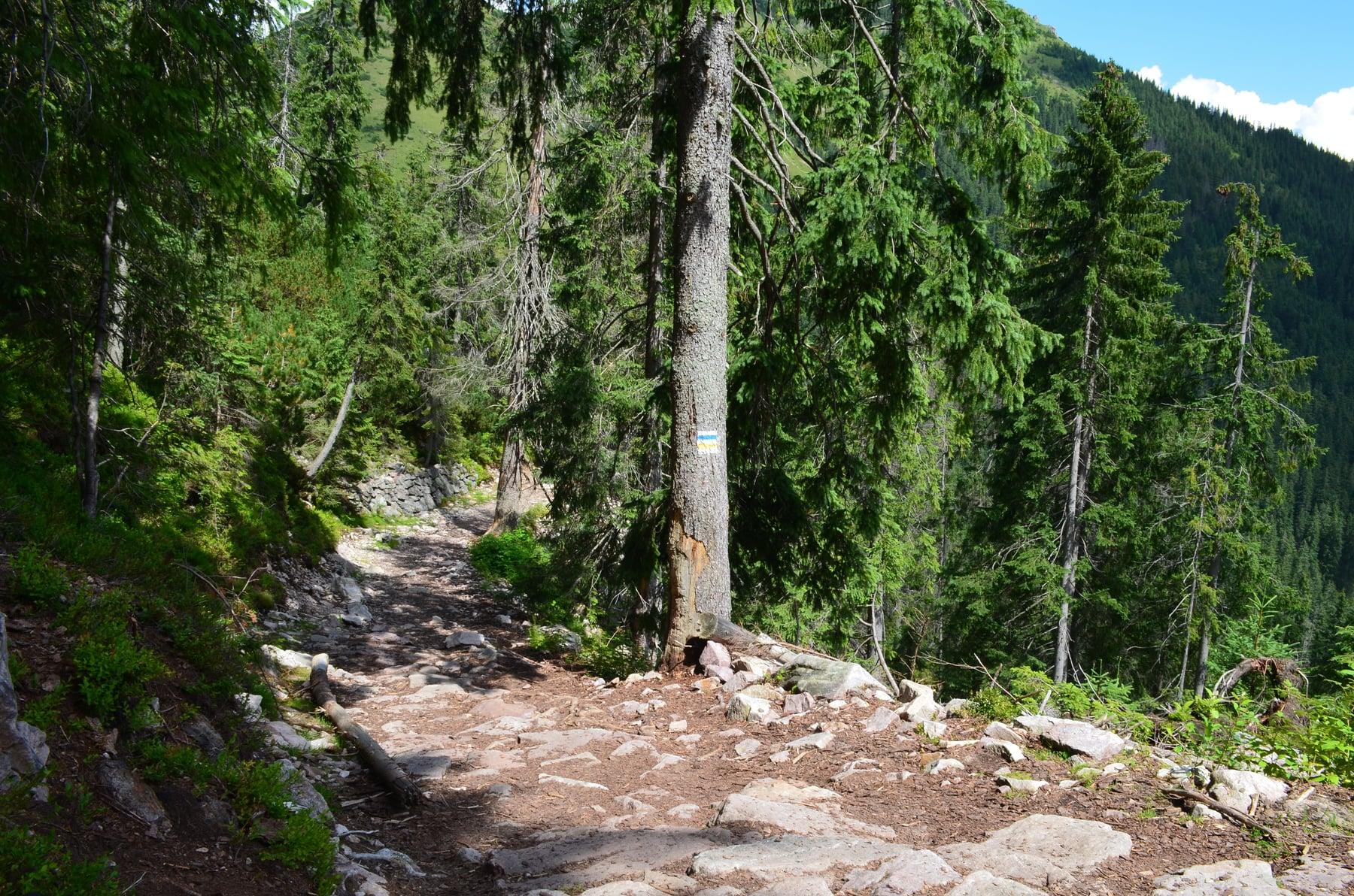 Grześ — zdjęcie 4