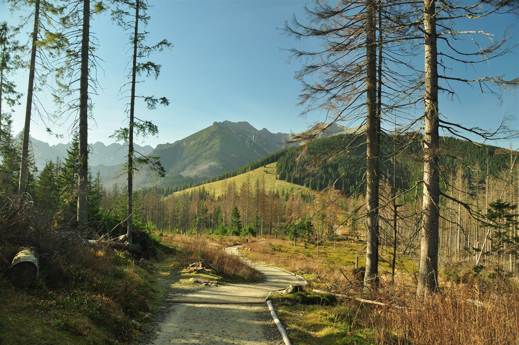 Rusinowa Polana — zdjęcie 11